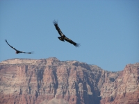 Condors at Marble Canyon